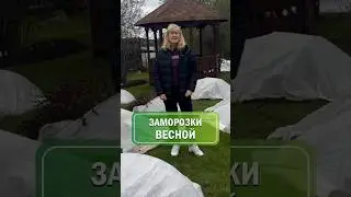Заморозки весной. КАК защитить растения ?🌱 