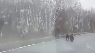 Ехали с дачи, встретили медведицу с медвежатами