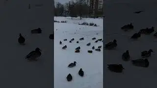 Январские утки в городе.