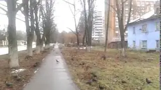 Галки