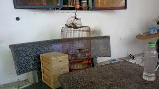 Báo cáo đề tài tiểu mi