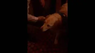Costa Serena: a dog in Prometeo, 2011