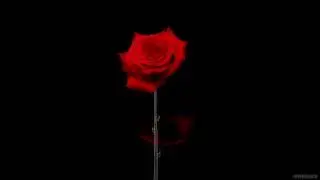 6 December 2023