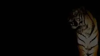 tiger free use and no copyright to subscriber