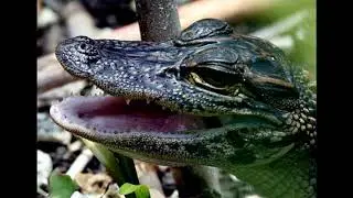 Baby Gator Call