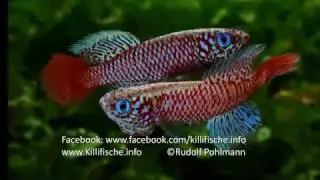 Nothobranchius kilomberoensis "Ifakara TAN 1995/4"