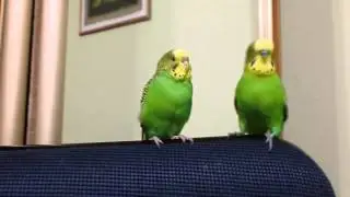 Говорливая птица