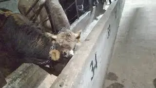 Ужин бычков 10.02.2021 г.