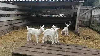 Зааненские козочки продаются