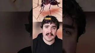 Genetically Modified Mosquitoes!! 😱 