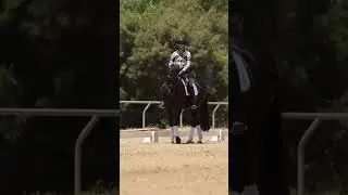 Is Your Horse on Cruise Control? #horseriding #equestrian #horse #dressagehorse