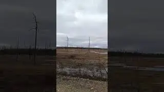 А вдоль дороги лебеди сидят)))