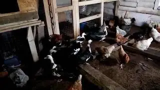 Гнезда для Уток