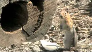 Friends of the Inyo (2009)