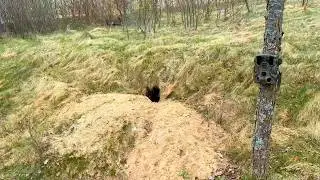 Caught on Camera: Mysterious Fox Behavior Near a Den