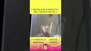 I problemi domestici del granchio blu