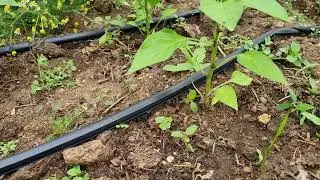 Greenhouse watering system on the cheap