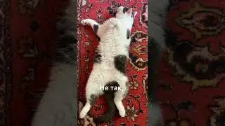 ДЖИНА НА РАССЛАБОНЕ #житомир #жизньскошками #кошкииринышевчук #иринашевчуккотики #ukraineancats