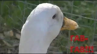 TikTok НОВОЕ