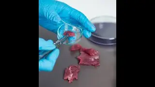 Solving Current and Future Challenges for Meat Testing and Quality Control. Webinar 18 November 2020