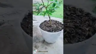 Repoting Jeruk Kingkit