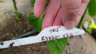 Перец сладкий Квадро Ред 12,07,23