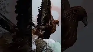 Г1АЛГ1АЙ. (ИНГУШИ) #г1алг1ай #г1алг1айче #кавказ #ингушетия #ингуши #ингуш #горы