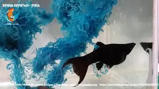 лирохвостая молинезия