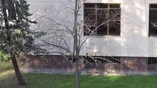 Urraca Chinchando a un Gato