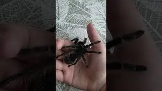 самка ласиодора барахибана полиняла в 10 линьку