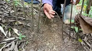 Berburu part 25