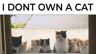 Funny Cats Memes
