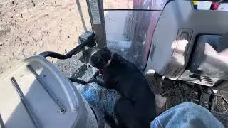 Annie Rides Along to Feed Cows