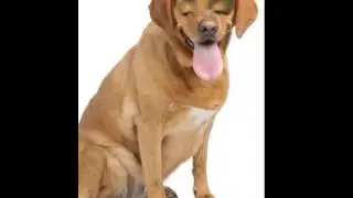 Dog boy