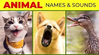 Animal Names and Sounds for Kids to Learn