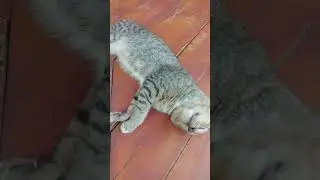 Kucing pingsan abis belajar matematika #funny #cat #kitten