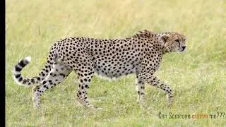 Fastest In the World!!