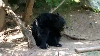 Cameron Park Zoo