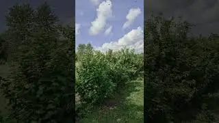 ПЧЁЛЫ РОЙ