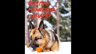 ВСЁ О ПОРОДЕ НЕМЕЦКАЯ ОВЧАРКА