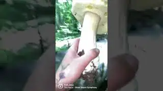 Беляш-гигантус. АРХЫЗ