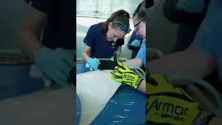 Have you ever seen a health exam on a cownose ray? These ensure that they are in the best health.