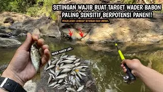 PANEN WADER GEGARA SETINGAN DAN UMPAN INI!! Mancing wader teknik kumbul umpan AMIS GOLD strike terus