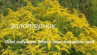 Одні годують бджіл-інші качають мед