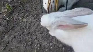 Playing Dead My Bunny