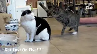 Bullied Cat Gets Beat Up All-Day (Part 1) | Kritter Klub