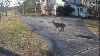 Deer in the driveway Feb 9