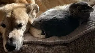Dog & cat best friends