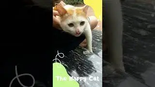 Cute cat | The Happy Cat