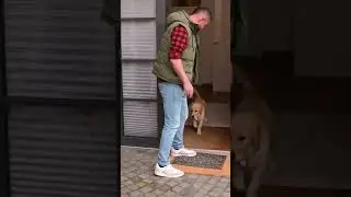 Kommando "Bleib Stehen!"🐕✔️👍 Grenzen einfach & exakt erklären! #welpe #erziehung